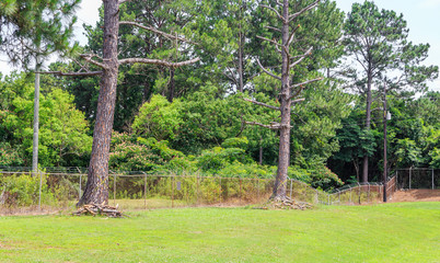 Marked Dead Pine Trees: Dead pine trees on a perimeter marked to be culled.