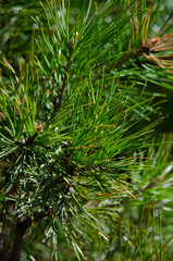 needles of pine close up