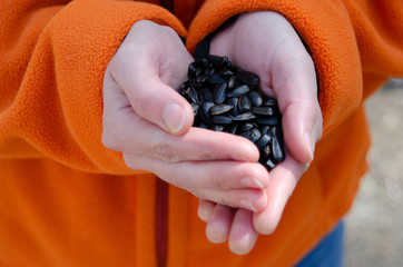 sunflower seeds in hands
