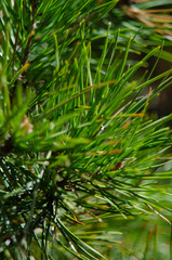 needles of pine close up