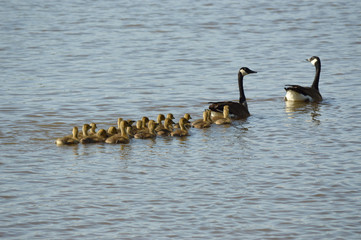 Canada geese and gosslings
