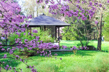 Japanees garden. Sakura