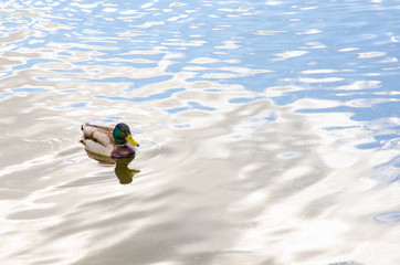 lonely duck on the lake