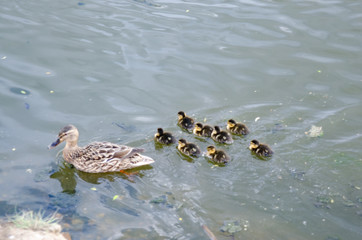 mother duck with ducklings