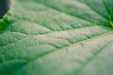 Macro photo of cucumber