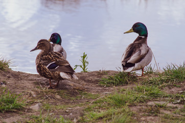 ducks on the lake