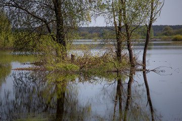 Over flooded with reed in river in spring. Europe