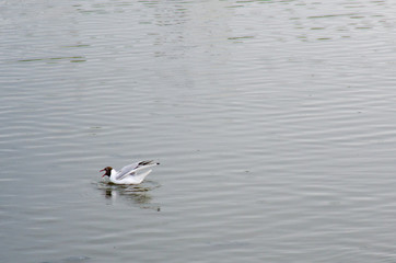 screaming seagull on the lake