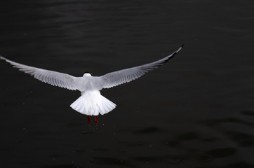 screaming seagull on the lake