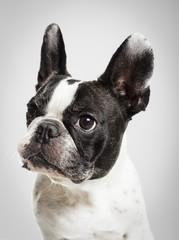 Fototapeta premium Studio portrait of an expressive French Bulldog dog against neutral background
