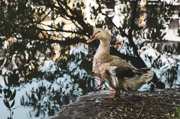 Goose on the shore of the pond