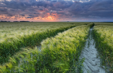 Fototapeta na wymiar dramatic sunset over wheat cereal field