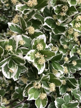 Green-white bush flowers 4 (series 1.)
