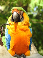 perroquet ara © Lionel