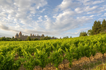 Fototapeta na wymiar Atardecer en los viñedos del castillo de Carcassonne, Francia, 