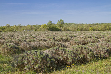 Fototapeta na wymiar Lavendelfelder im Frühling