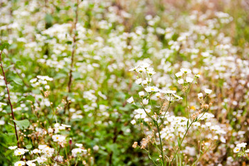 Flowering of white field daisies