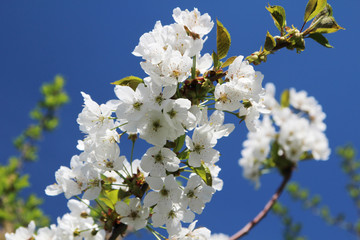 Blossoming trees in spring season