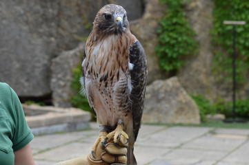 Red tailed hawk