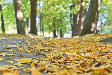 a path in the park covered with fallen leaves (selective focus)