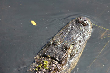 Gator