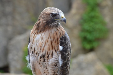 Red tailed hawk