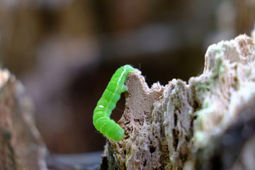 Mała, zielona gąsienica na spróchniałym pniu © Iwona