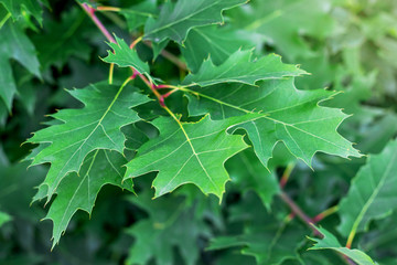 Young green leaves of red oak. Summer day in the woods_