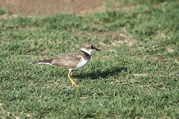 Ave Chorlitejo chico (Charadrius dubius) posado en la verde hierba