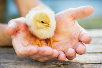A woman holds a yellow small chick in her hands. A woman cares about small animals_