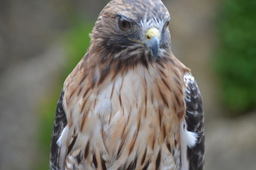 Red tailed hawk
