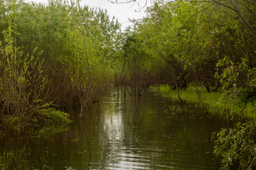 flooded forest on a summer day