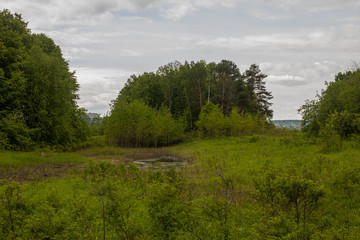 Fototapeta na wymiar lush vegetation on floodplain meadows on a summer day