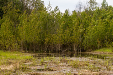 lush vegetation on floodplain meadows on a summer day