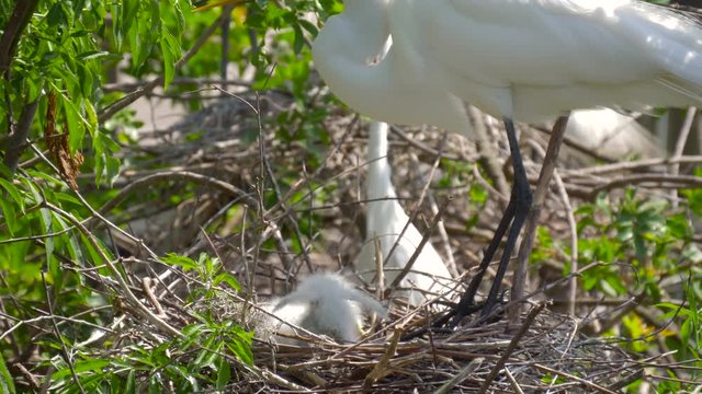 Great white egret takes care of its chicks. Young chicks egret fools in nest. Mother great white egret standing watch over the chick in their nest. Great Egret nest with young chicks. Birds nest.