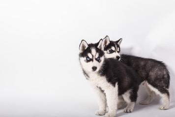  beautiful husky puppies on white background