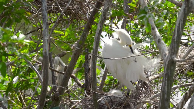 Great white egret takes care of its chicks. Young chicks egret fools in nest. Mother great white egret standing watch over the chick in their nest. Great Egret nest with young chicks. Birds nest.
