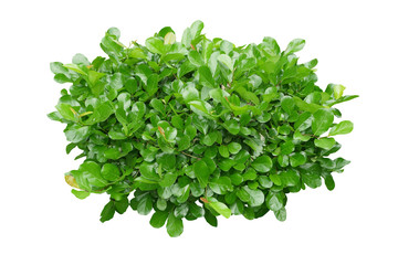 Fototapeta na wymiar green bush isolated on white background. 
