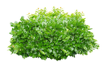 Plakat green bush isolated on white background. 