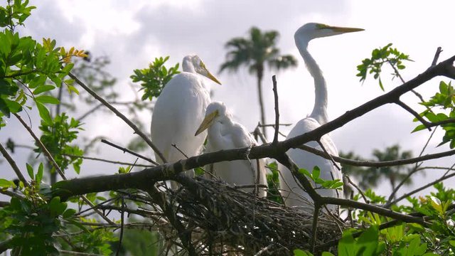 Great white egret takes care of its chicks. Young chicks egret fools in nest. Mother great white egret standing watch over the chick in their nest. Great Egret nest with young chicks. Birds nest.