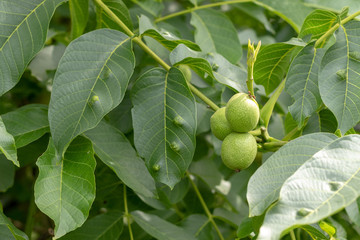 Obraz premium Green unripe walnuts hanging at the tree in summer