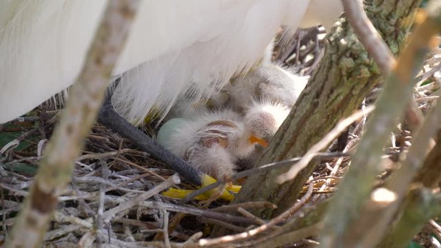 Great white egret takes care of its chicks. Young chicks egret fools in nest. Mother great white egret standing watch over the chick in their nest. Great Egret nest with young chicks. Birds nest.