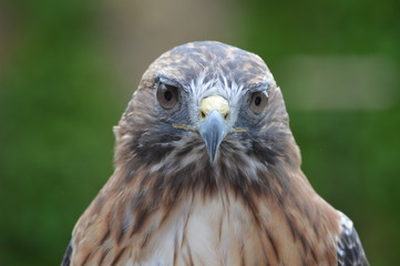 Red tailed hawk