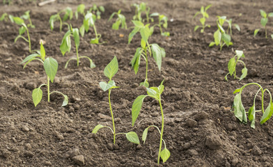 pepper   pepper on the bed   sprouts of pepper  paprika