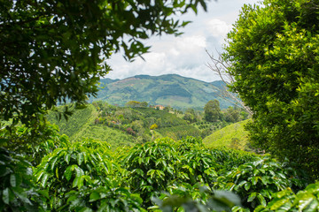 Beautiful coffee plantation in Jerico, Colombia in the state of Antioquia.