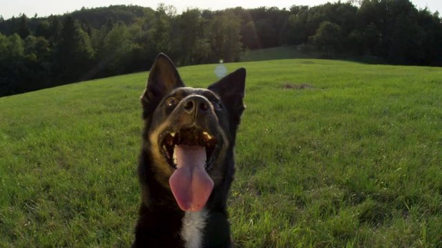 SLOW MOTION, LENS FLARE, CLOSE UP: Hot summer sun rays shine on cute black puppy sitting in a grassy field. Beautiful shot of border collie patiently waiting for its owner in the sunny countryside.