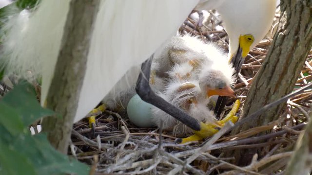 Great white egret takes care of its chicks. Young chicks egret fools in nest. Mother great white egret standing watch over the chick in their nest. Great Egret nest with young chicks. Birds nest.