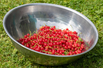 Red currant berries in a silver bowl