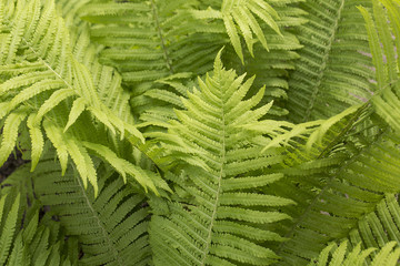 fern leaves   beautiful fern   greens beautiful  bush fern