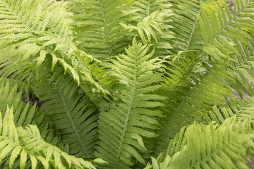 Fototapeta na wymiar fern leaves beautiful fern greens beautiful bush fern